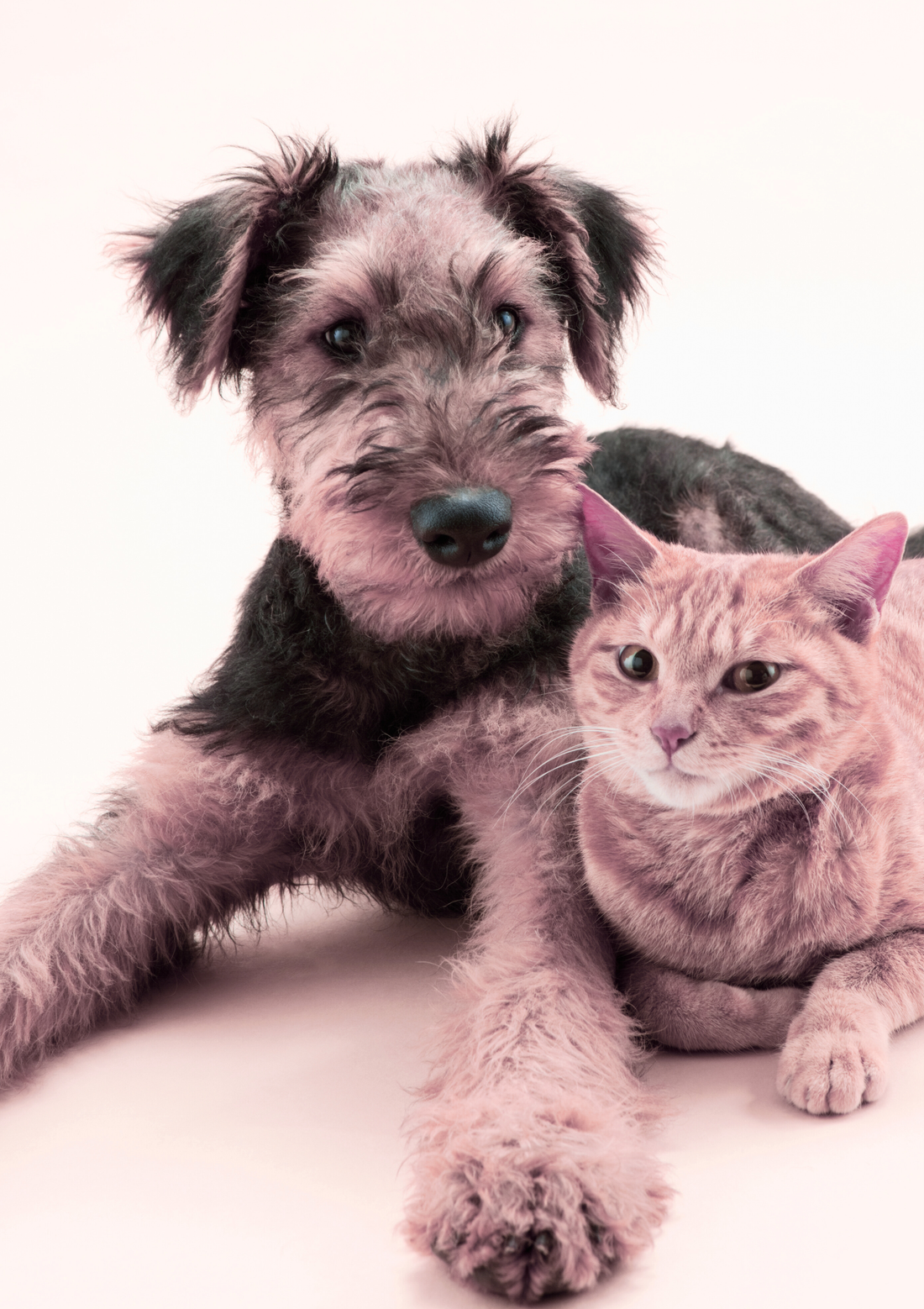 A happy and content dog and cat looking relaxed.