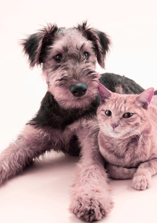 A happy and content dog and cat looking relaxed.