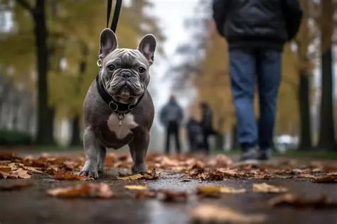 Dog walking benefits with French Bulldog owner using dog-conscious paw balm and shampoo bar after a walk