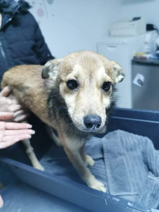 Foxy, a young Romanian rescue dog, photographed at the rescue before joining her new family
