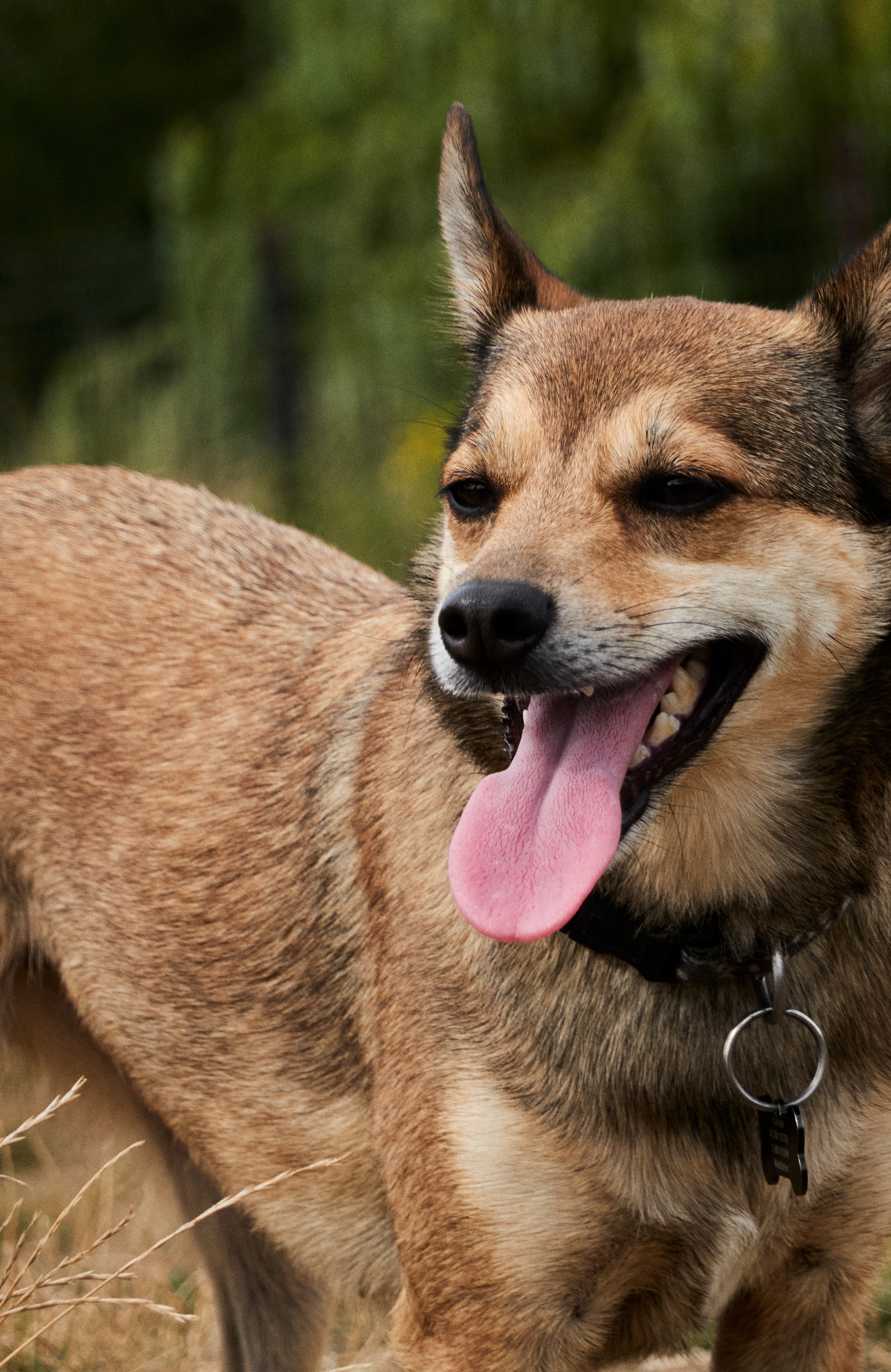 “Foxy & Ruby boutique pet care products — natural, dog-safe grooming & fragrance UK”.