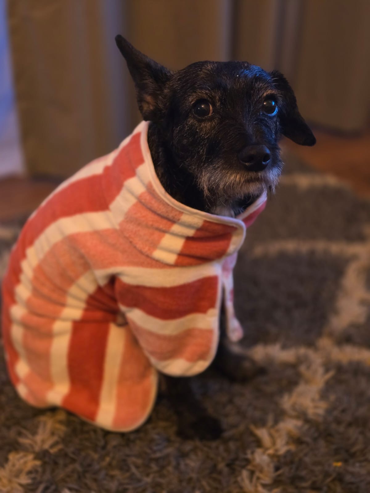 Dry & Snuggle Dog Bathrobe